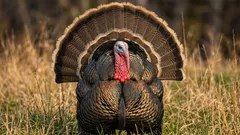 Gdje su jaja purana? Zašto ih je gotovo nemoguće pronaći na rasprodaji?