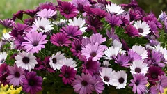 Afrička princeza ukrasit će balkon sve do prvih mrazeva: kako uzgojiti osteospermum