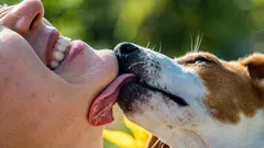 Zar pseća slina doista liječi rane? Što se zapravo događa s ranom?